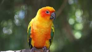 Какво да направя, ако прелетяхте папагала?